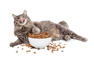 a kitty playing with food